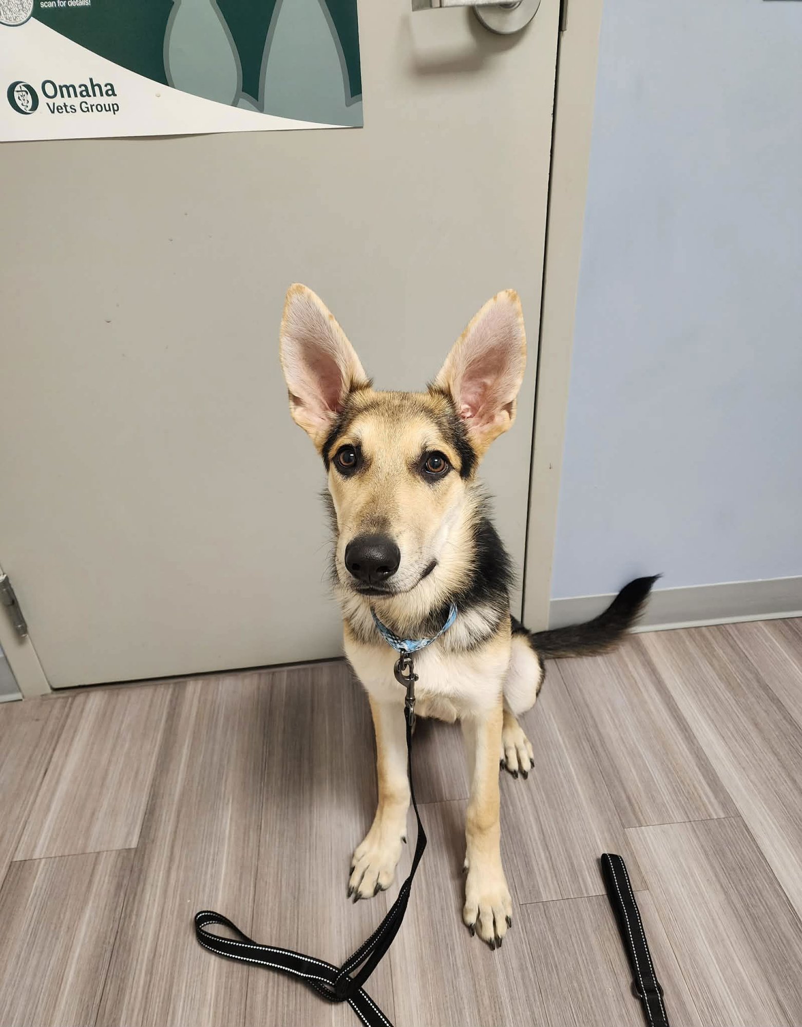 Harrison aka Harry - Photo 6