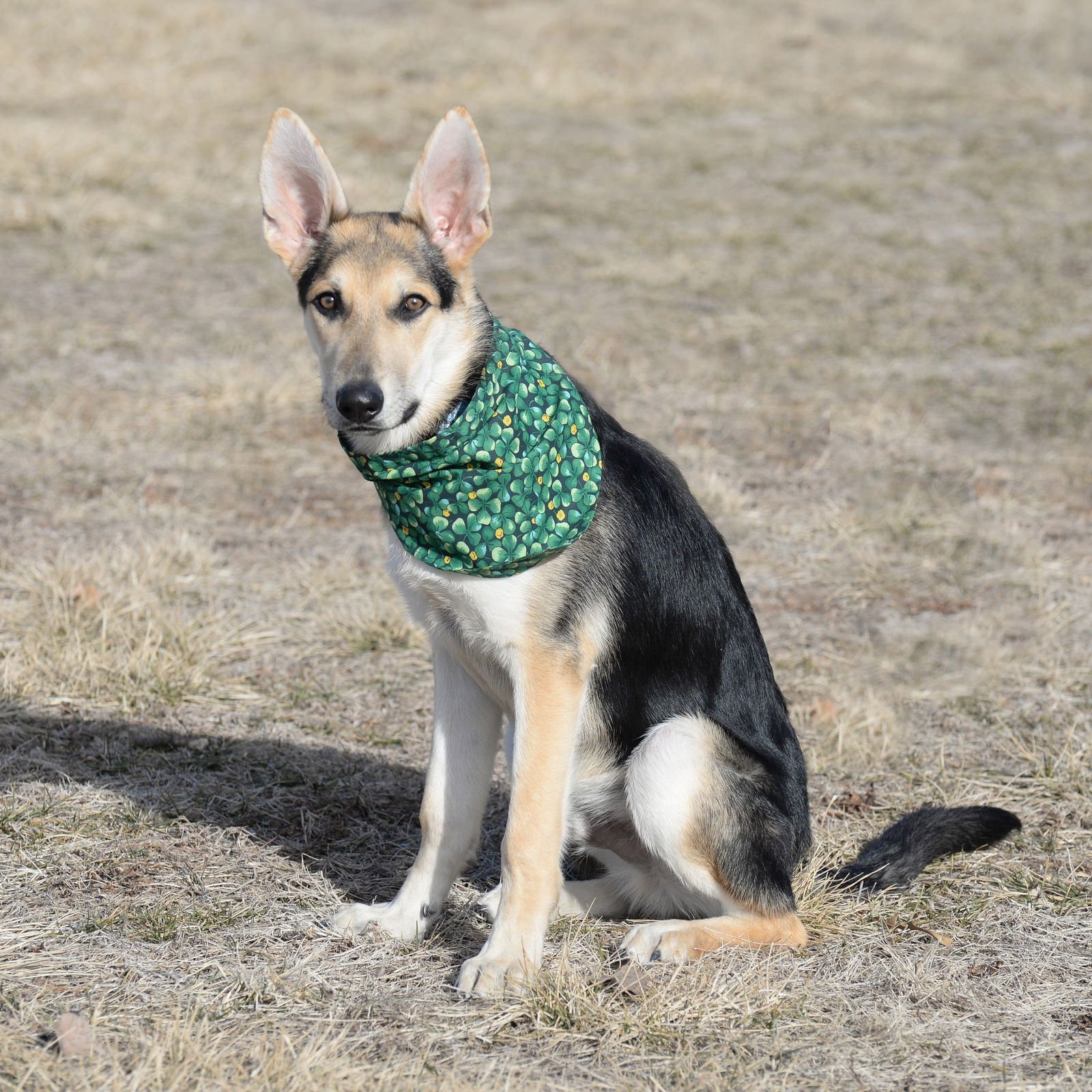 Harrison aka Harry - Photo 7