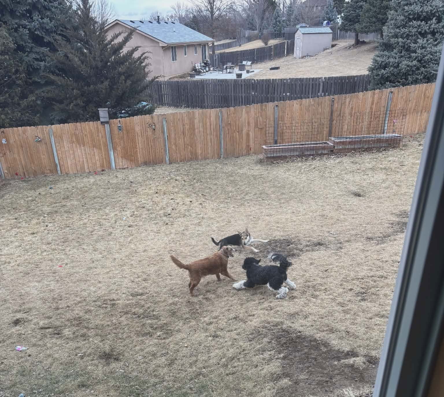 Harrison aka Harry - Photo 8