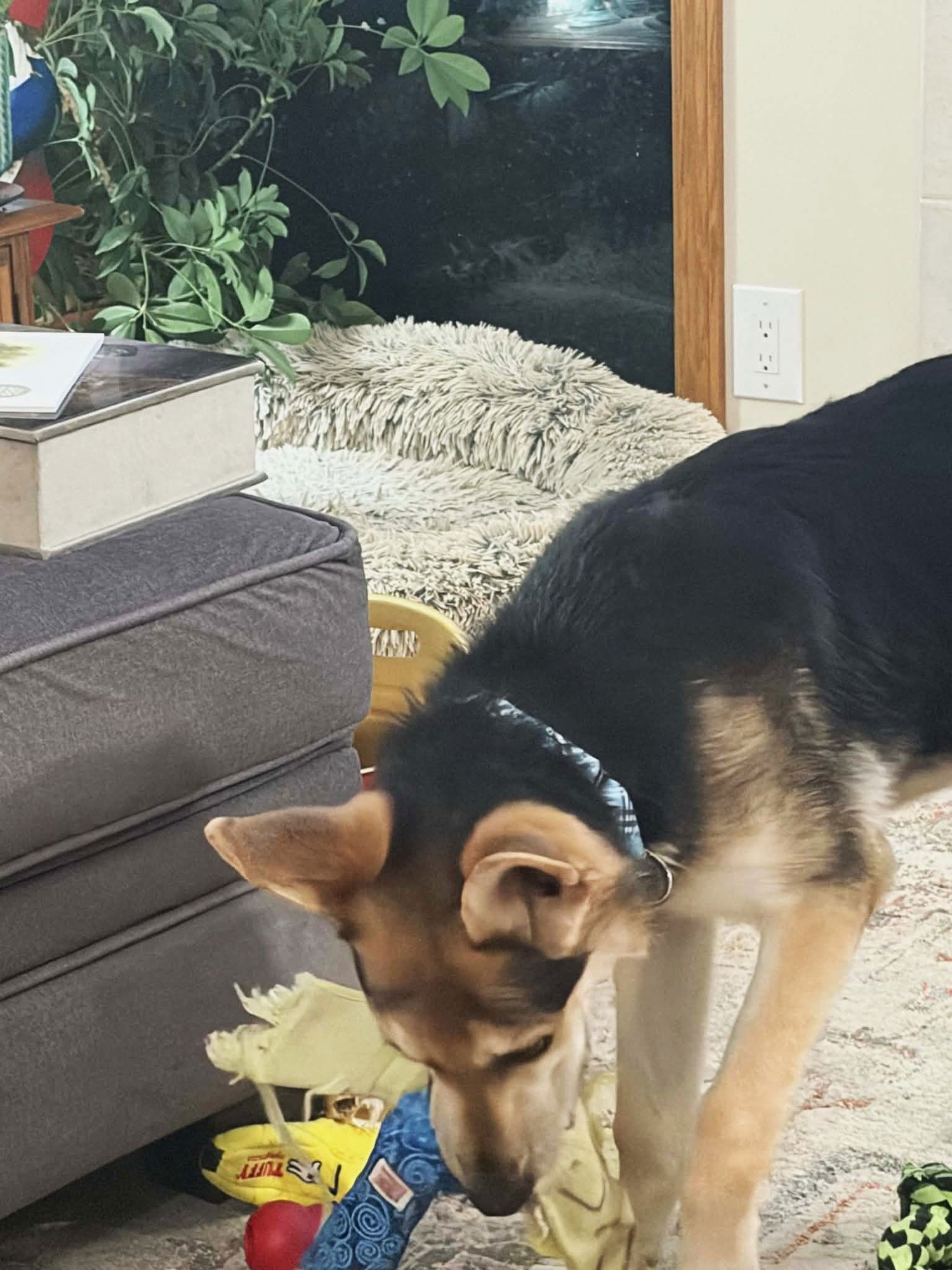 Harrison aka Harry - Photo 9