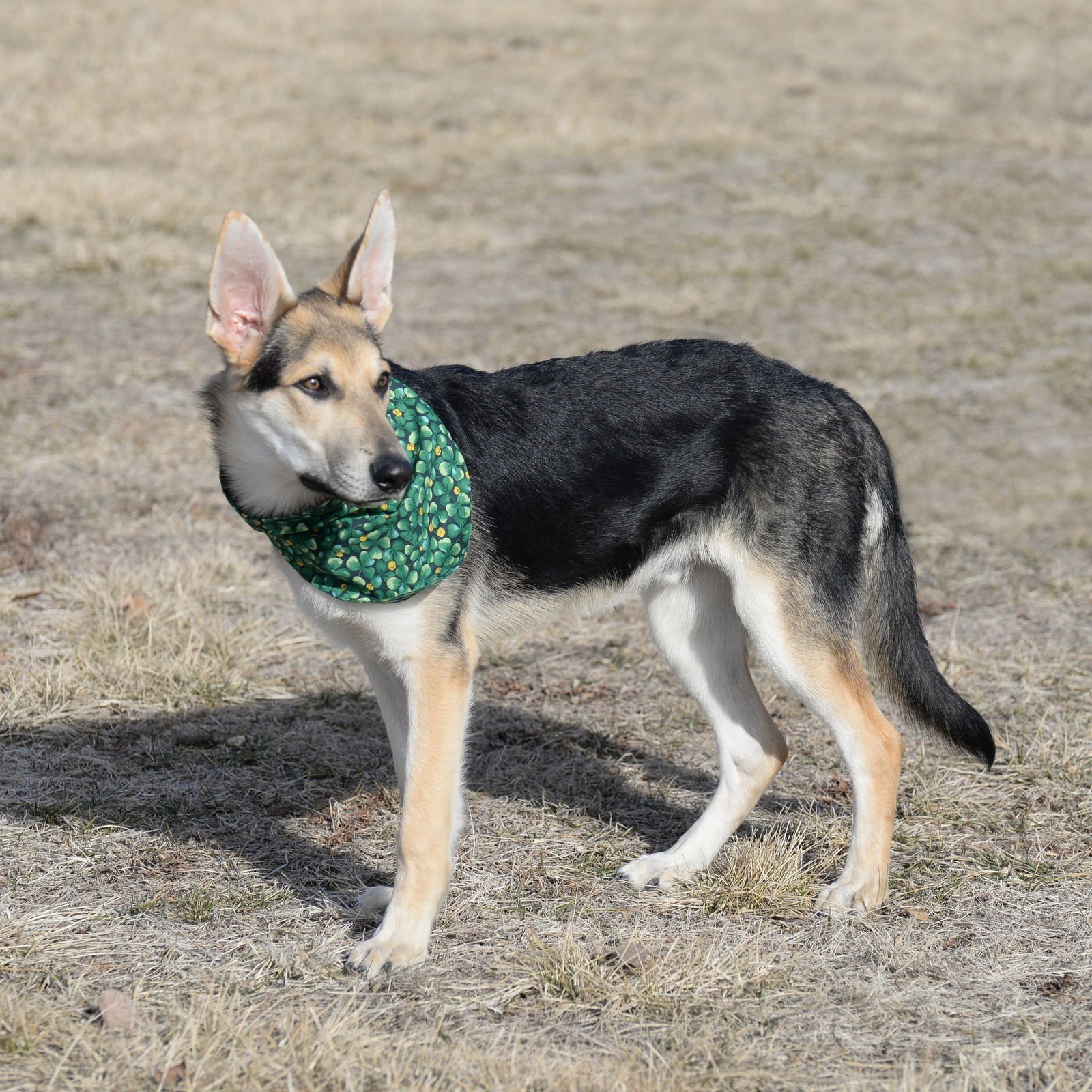 Harrison aka Harry - Photo 10