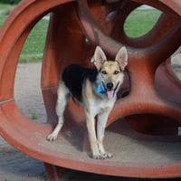 Harrison - Photo 8