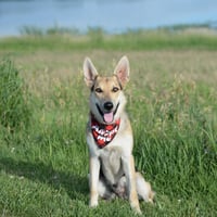 Harrison - Photo 14