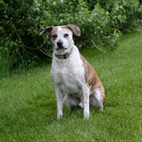 PARKER (PETER PARKER) - Australian Cattle Dog/Blue Heeler available for adoption
