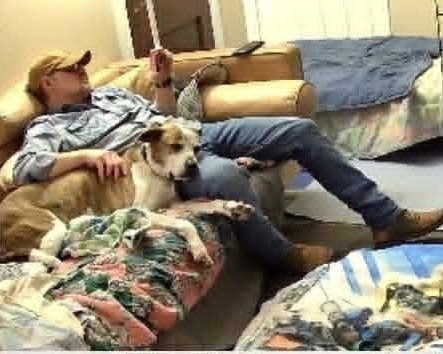 PARKER (PETER PARKER) - Australian Cattle Dog/Blue Heeler available for adoption