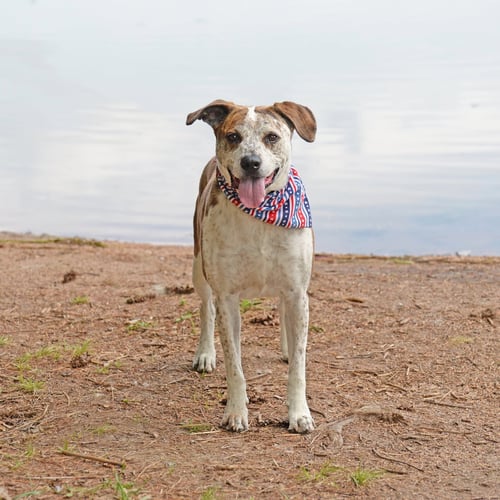 PARKER (PETER PARKER) - Australian Cattle Dog/Blue Heeler available for adoption