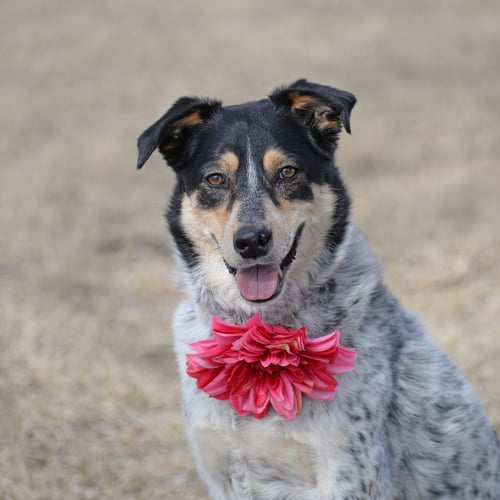 SQUIRREL - Australian Cattle Dog/Blue Heeler available for adoption