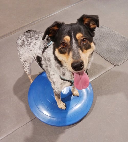 SQUIRREL - Australian Cattle Dog/Blue Heeler available for adoption