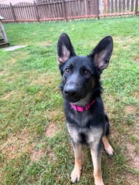 Nala - Photo 11