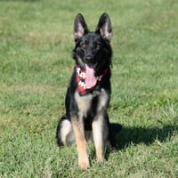 Nala - Photo 6