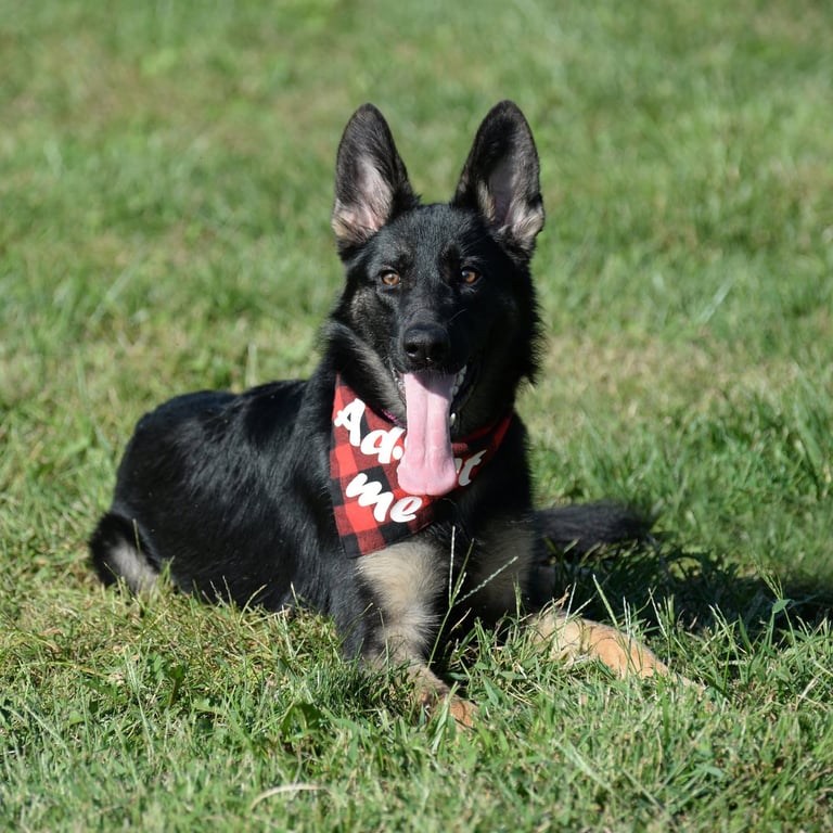 Nala Image