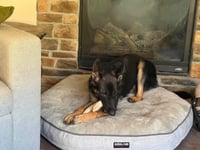 Nala - Photo 10