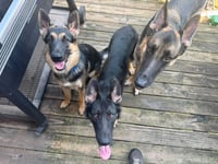 Nala - Photo 5
