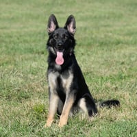 Nala - Photo 3