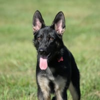 Nala - Photo 12