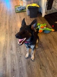 Nala - Photo 4