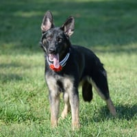 Nala - Photo 7