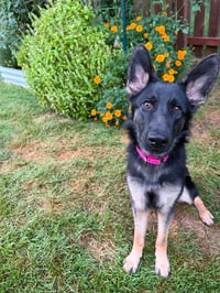 Nala - Photo 2