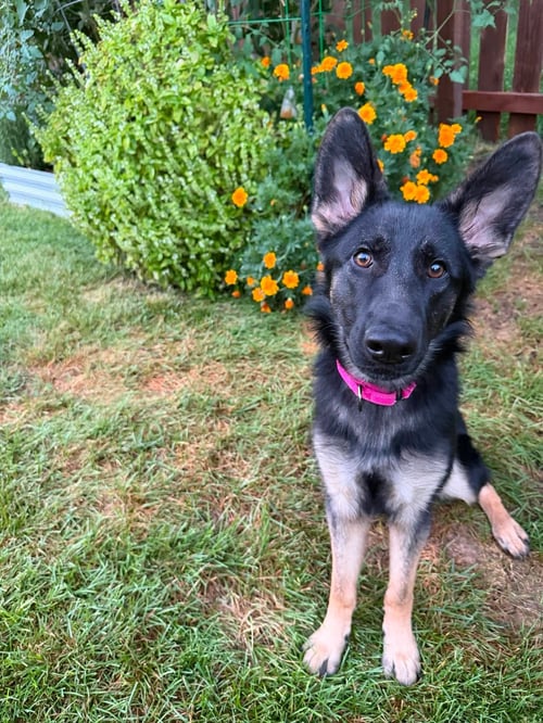 NALA - German Shepherd Dog available for adoption