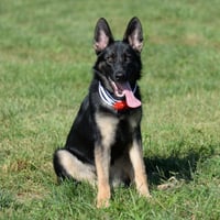 Nala - Photo 8