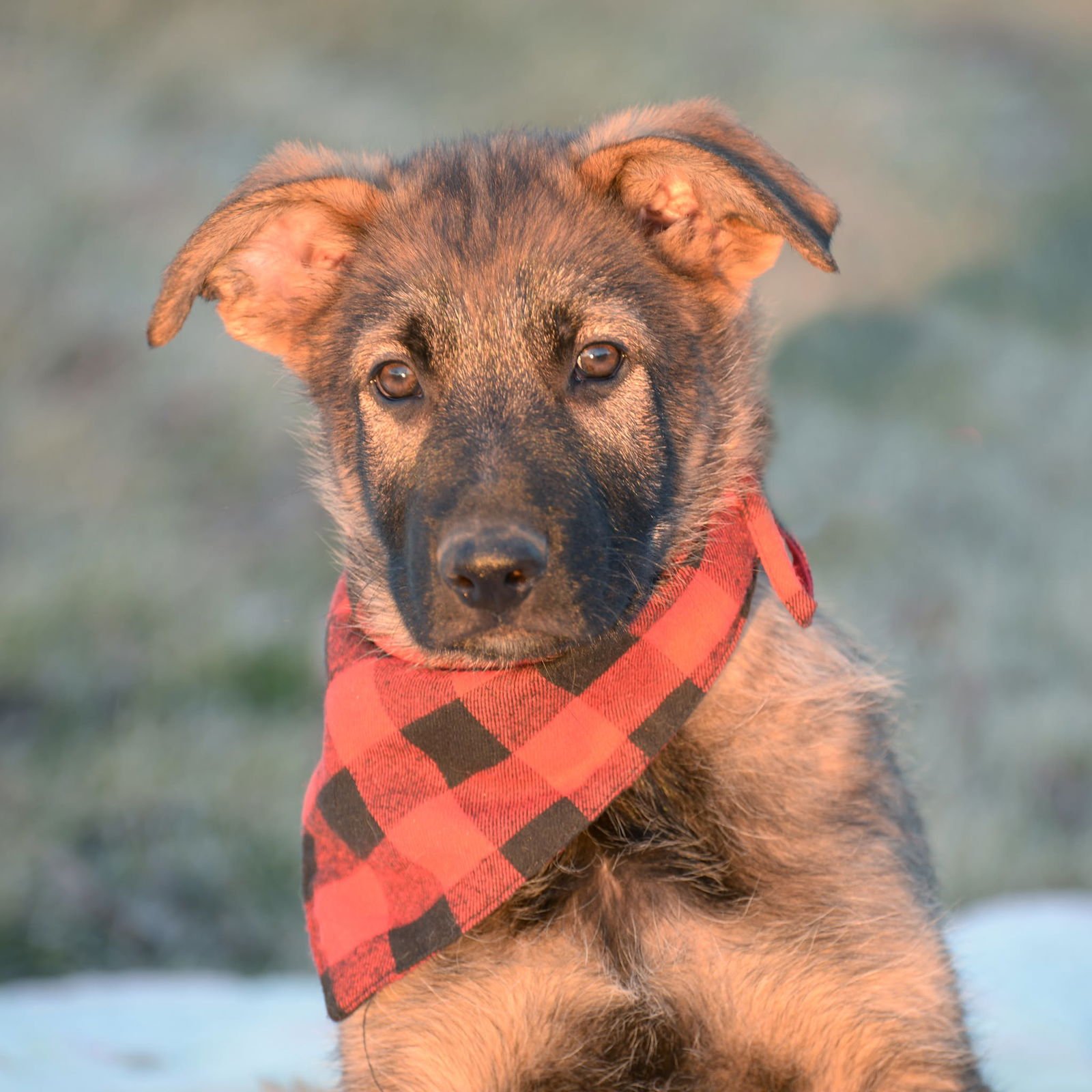 LINCOLN - NEBRASKA LITTER - German Shepherd Dog for adoption in Omaha