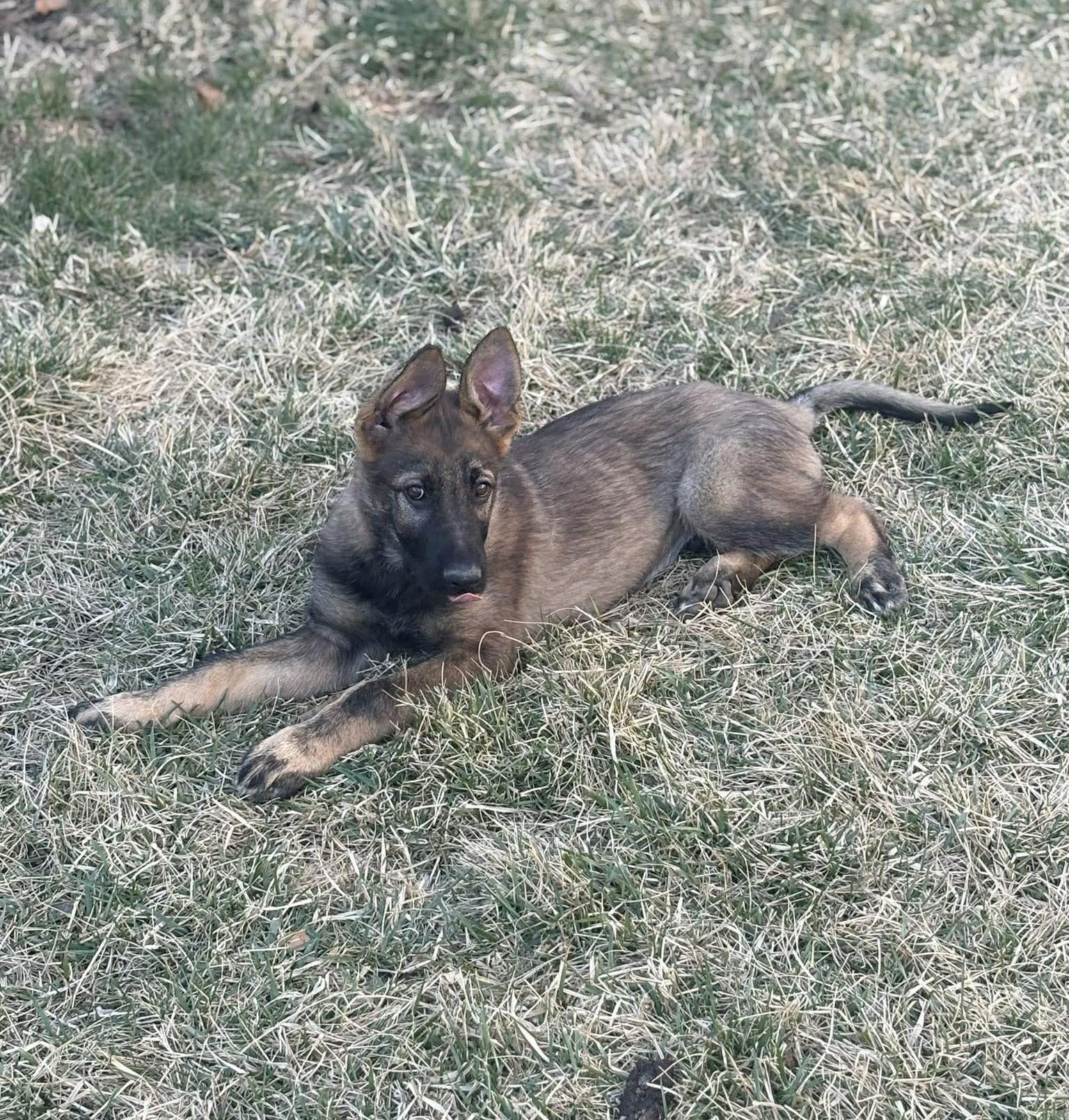 Lincoln - Nebraska Litter - Photo 2