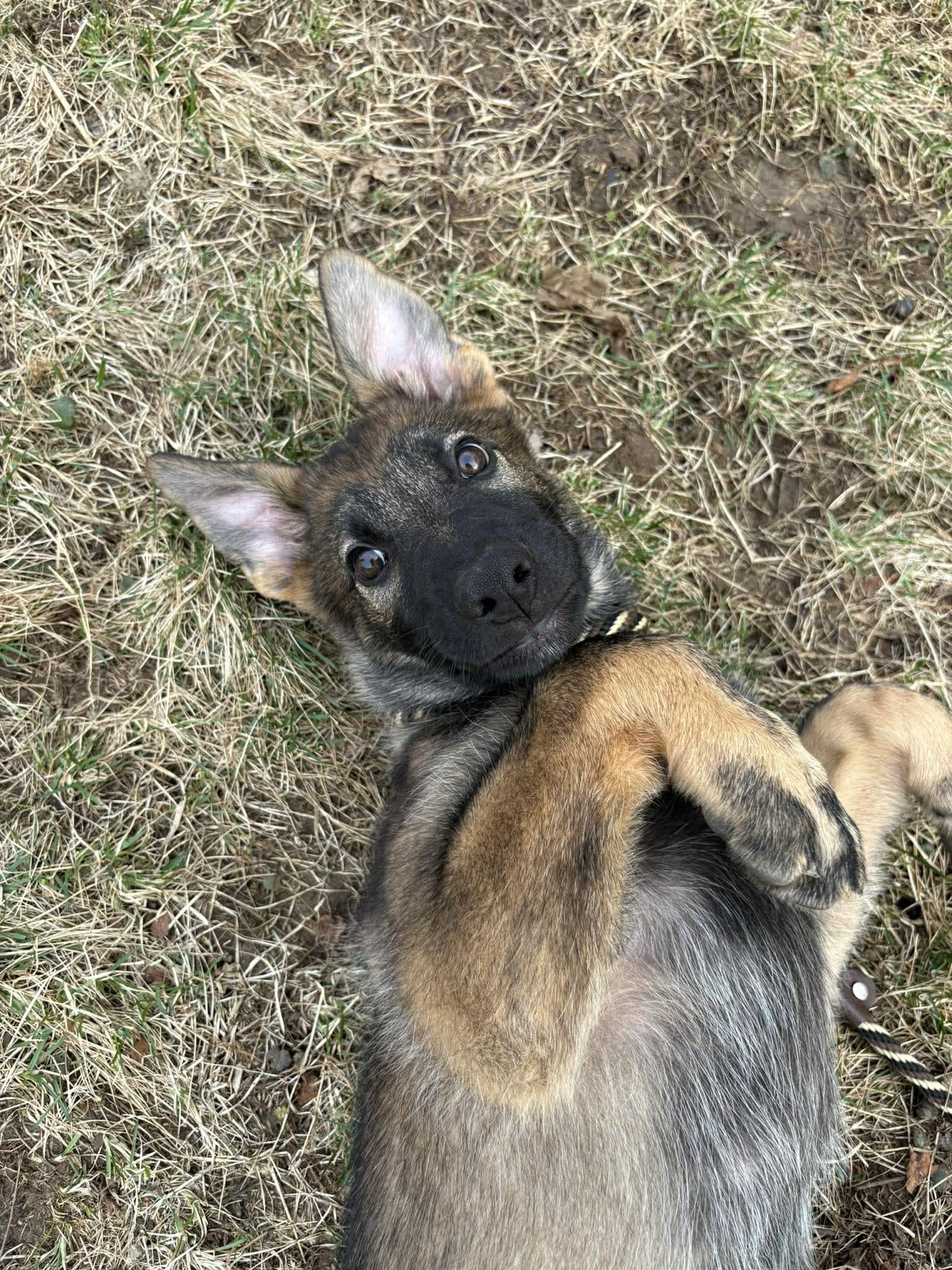 Lincoln - Nebraska Litter - Photo 11