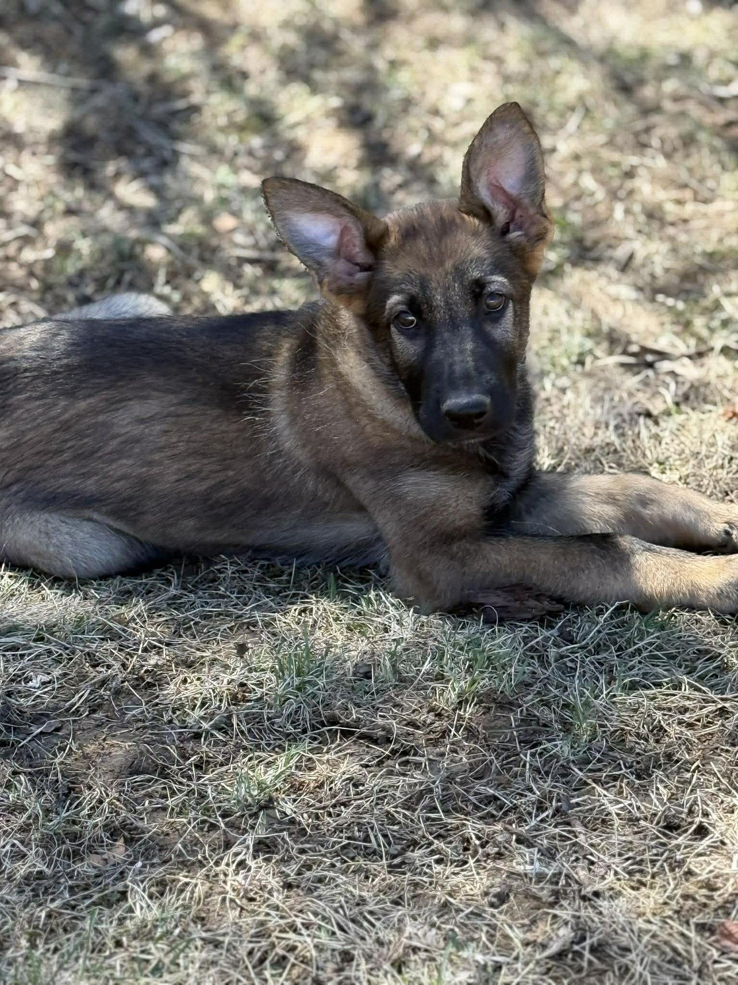 Lincoln - Nebraska Litter - Photo 12