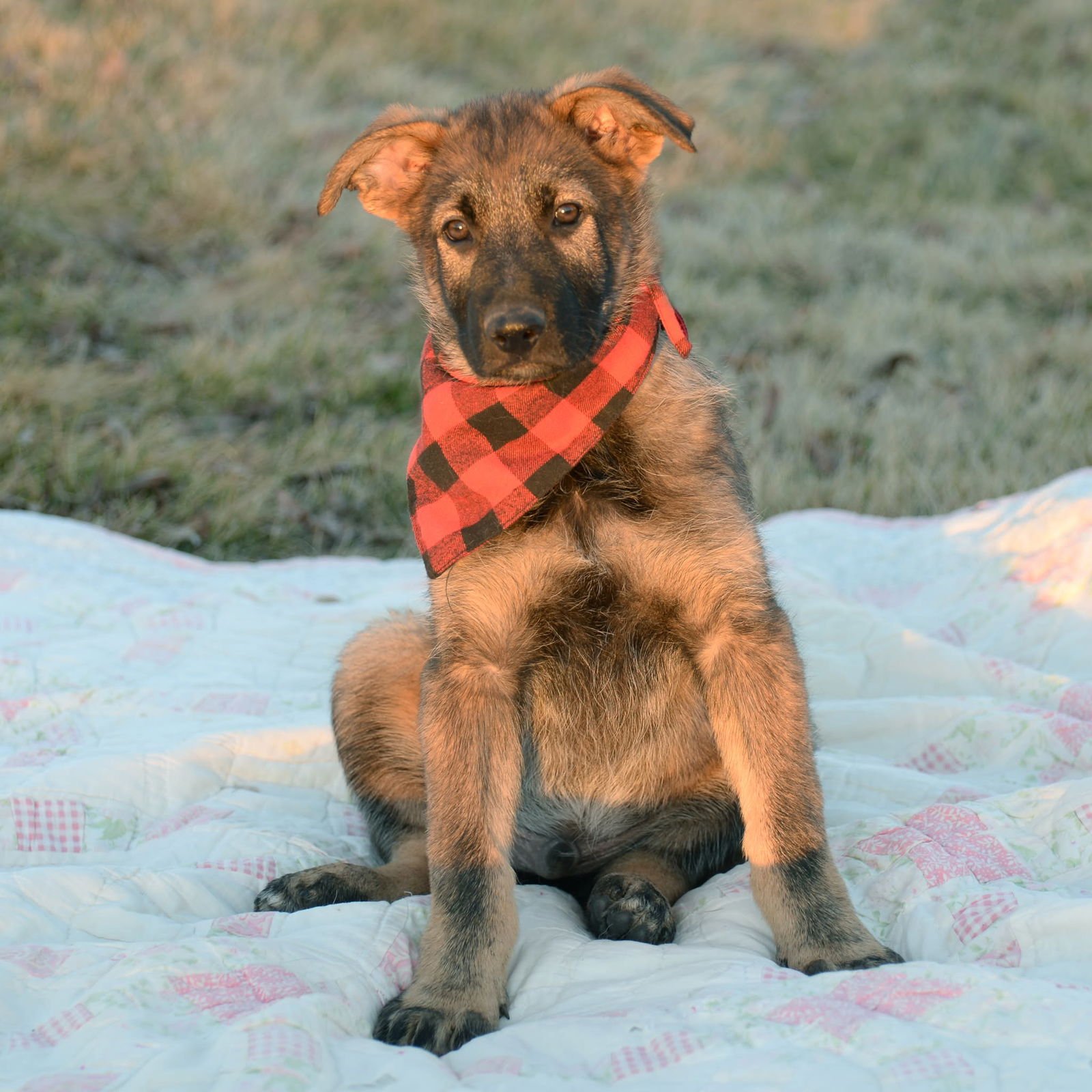 Lincoln - Nebraska Litter - Photo 3