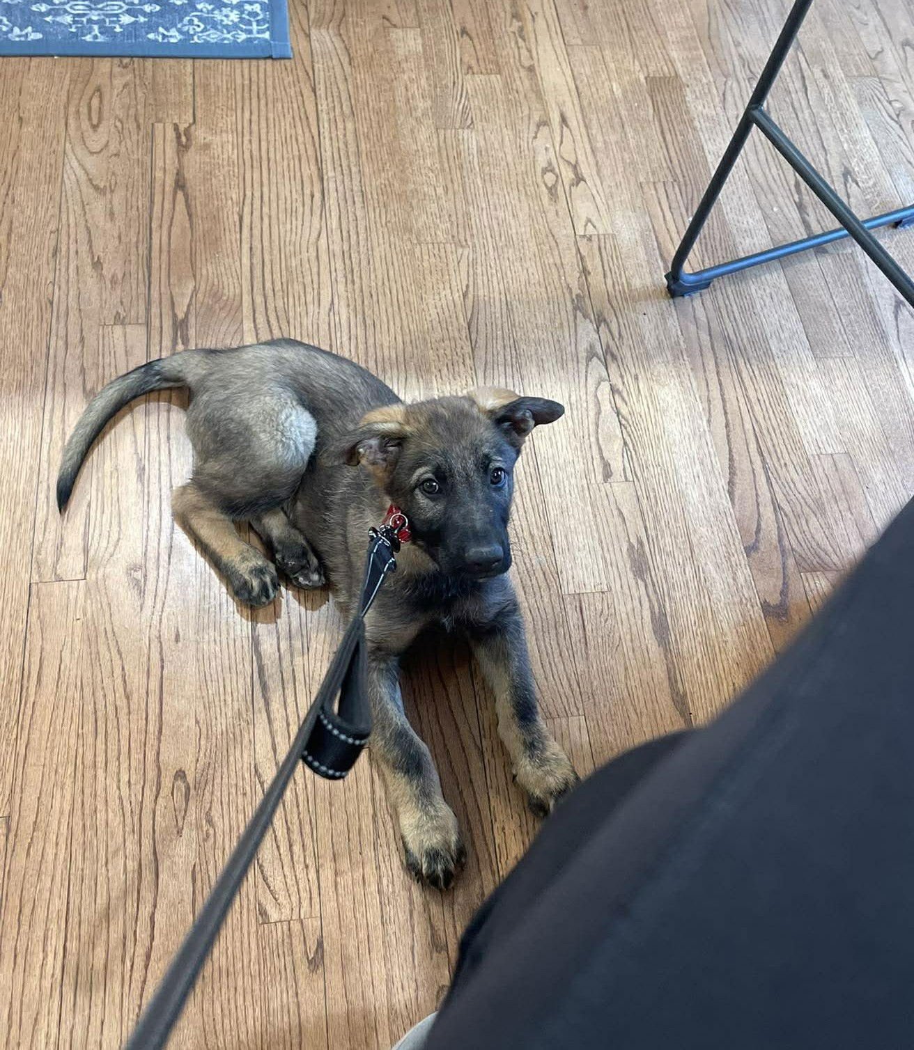 Lincoln - Nebraska Litter - Photo 4