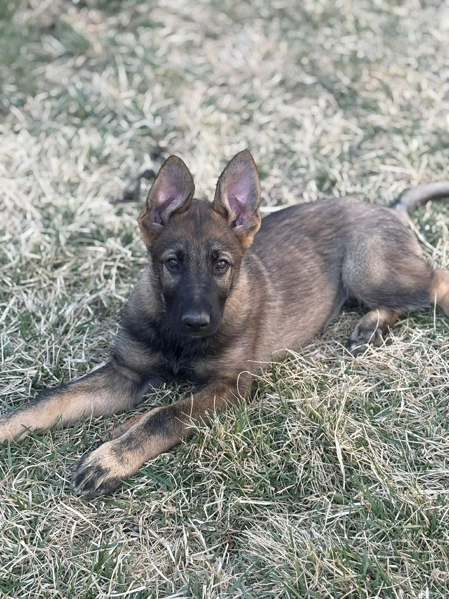 Lincoln - Nebraska Litter - Photo 5