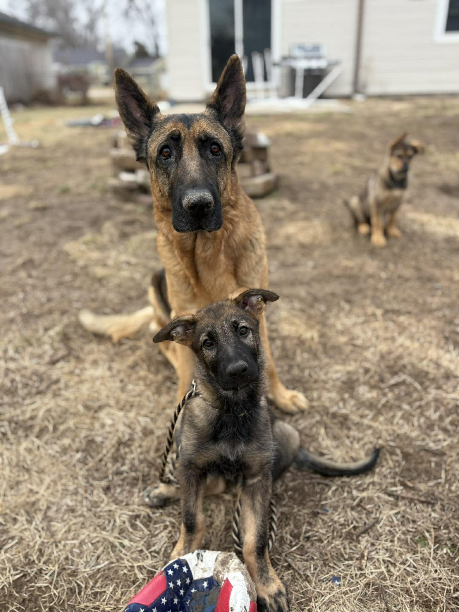 Lincoln - Nebraska Litter - Photo 6