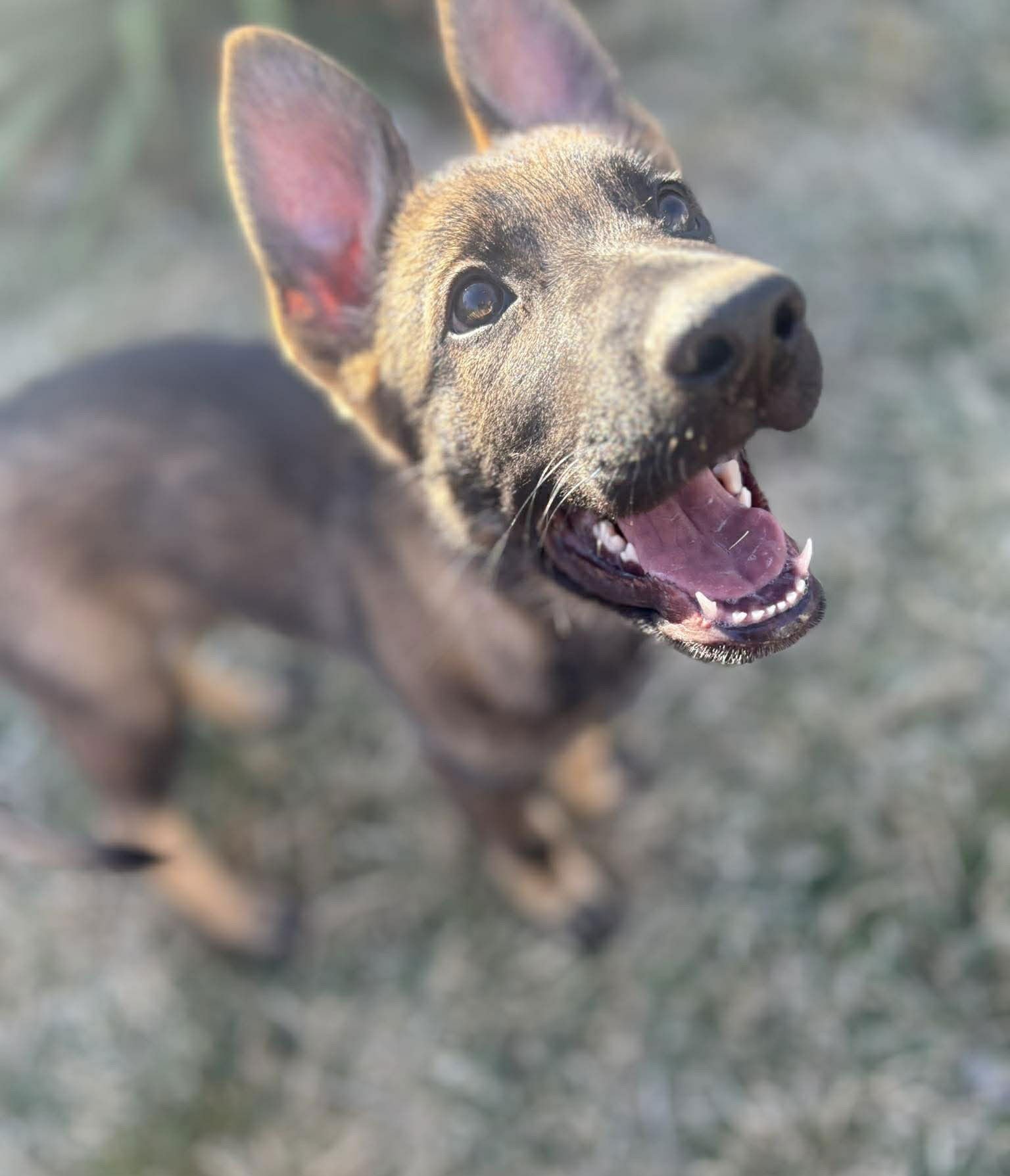 Lincoln - Nebraska Litter - Photo 7