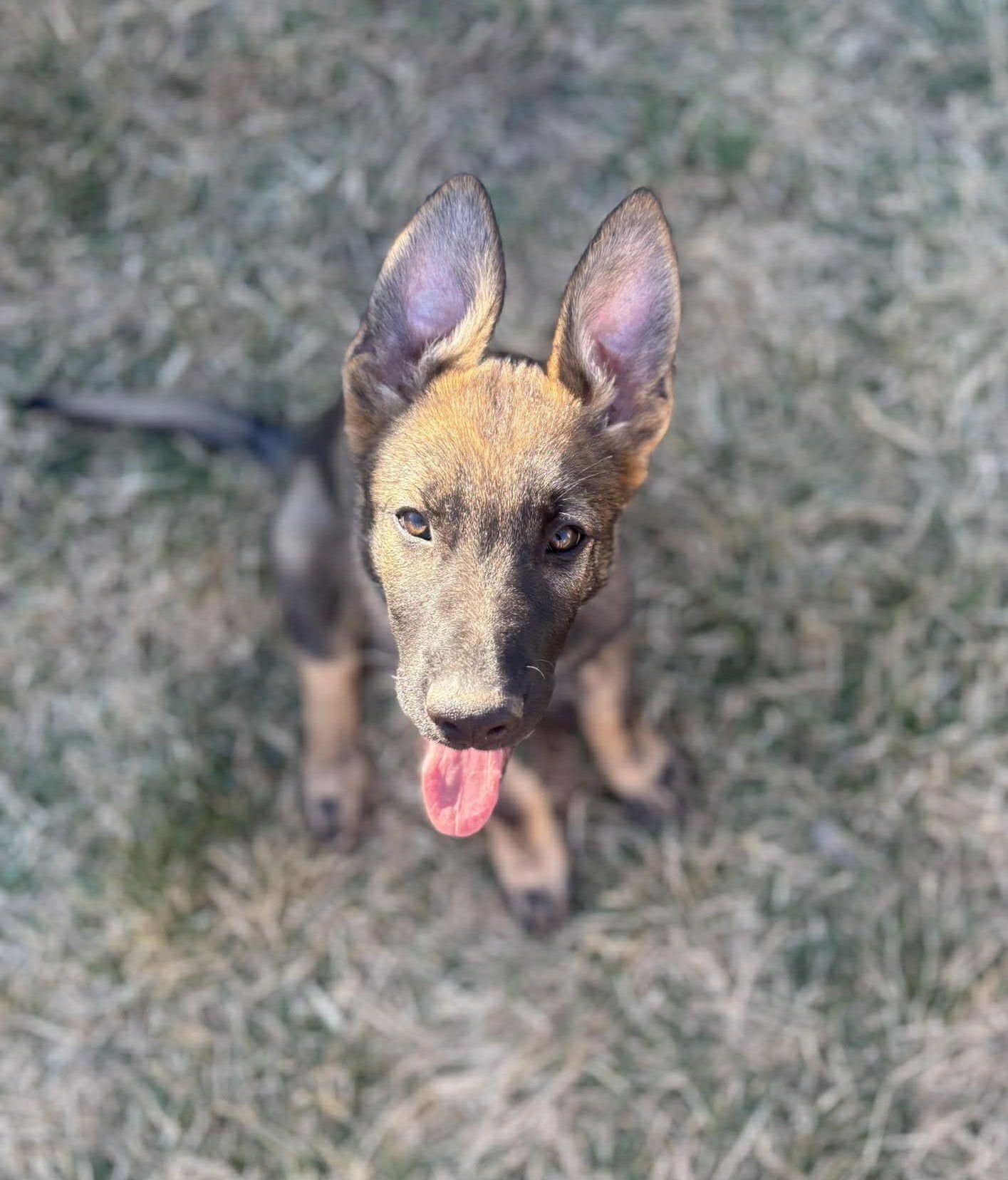 Lincoln - Nebraska Litter - Photo 8