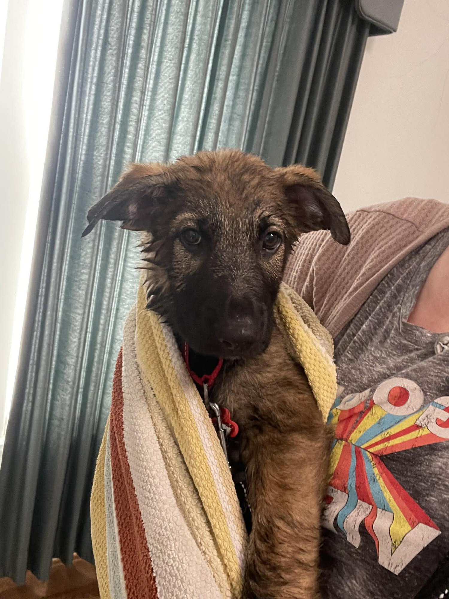 Lincoln - Nebraska Litter - Photo 9