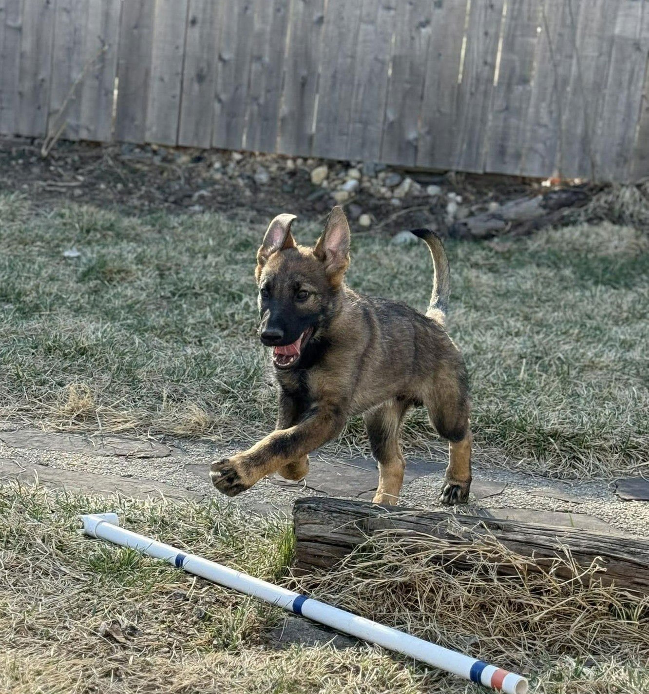 Lincoln - Nebraska Litter - Photo 10
