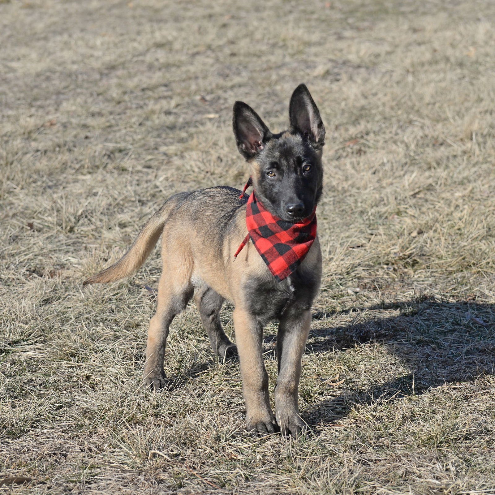 ECHO - Belgian Shepherd Malinois available for adoption