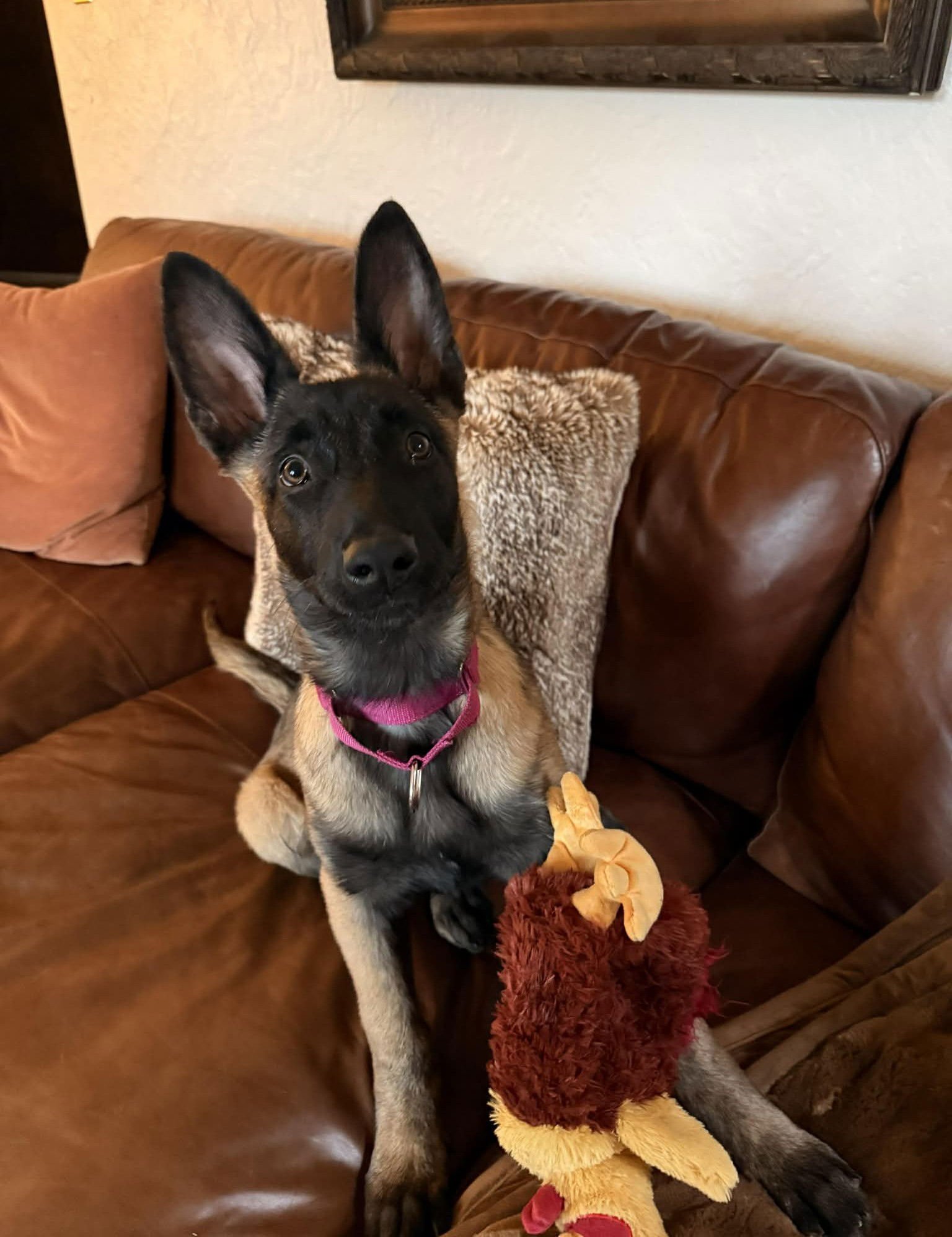 ECHO - Belgian Shepherd Malinois available for adoption