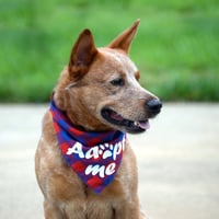 Meatball - Photo 7