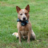 Meatball - Photo 3