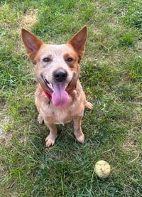 Meatball - Photo 5