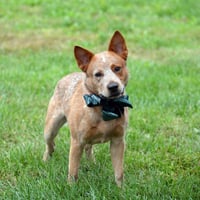 Meatball - Photo 10