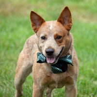 Meatball - Photo 8