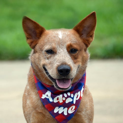MEATBALL - Australian Cattle Dog/Blue Heeler available for adoption