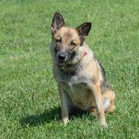 Piper *PENDING* - Photo 4