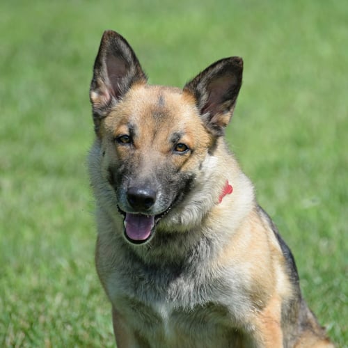 PIPER *PENDING* - German Shepherd Dog available for adoption