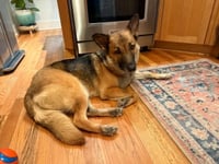 Piper *PENDING* - Photo 9