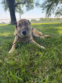 Piper *PENDING* - Photo 8