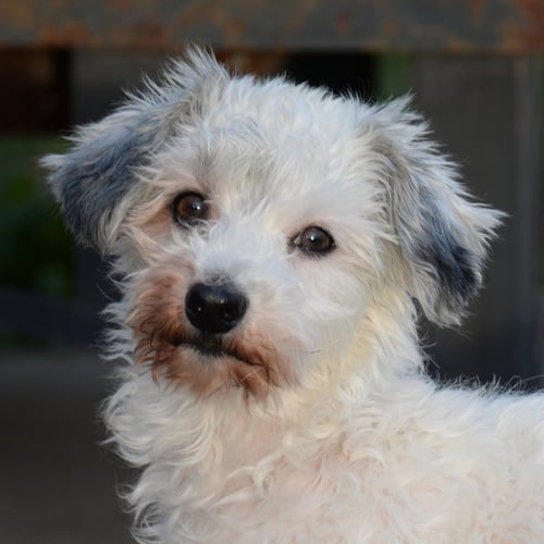 KEIA, NKA CALLIE - Maltese / Dandie Dinmont Terrier available for adoption