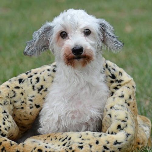KEIA, NKA CALLIE - Maltese / Dandie Dinmont Terrier available for adoption